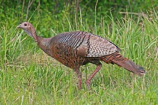 what eats ticks turkey