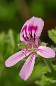 rose geranium repels ticks