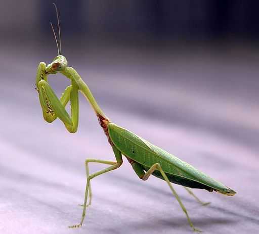 what eats ticks praying mantis