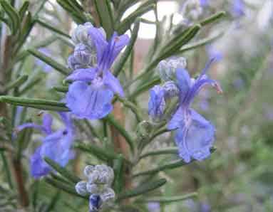 Cockroaches avoid Rosemary oil