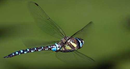 dragonflies eat mosquitoes