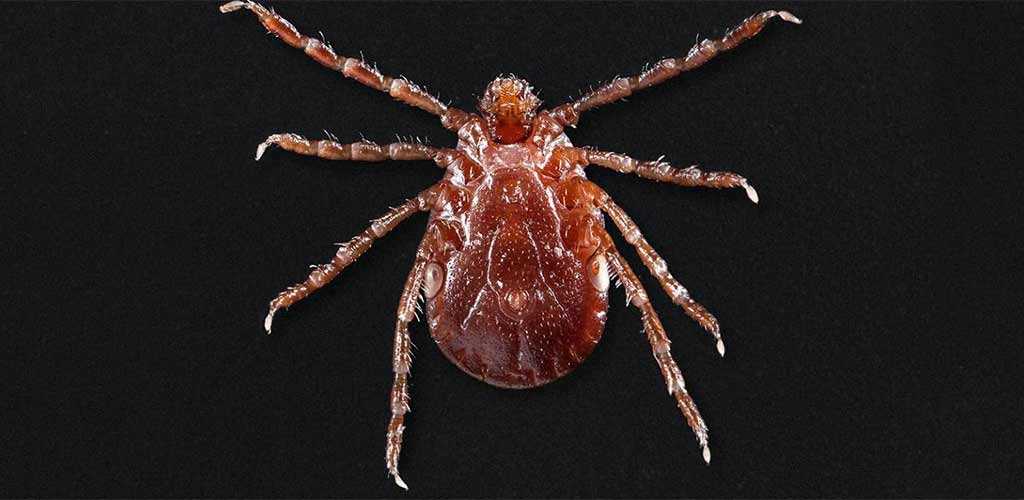 Tick Red Meat Allergy