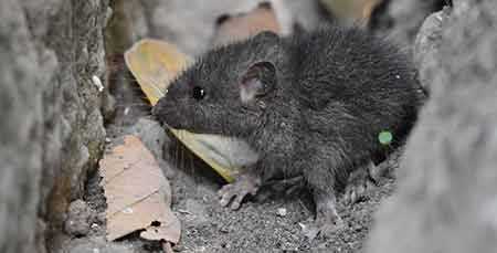 what naturally repels mice essential oils