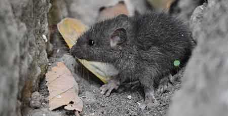 what naturally repels mice essential oils