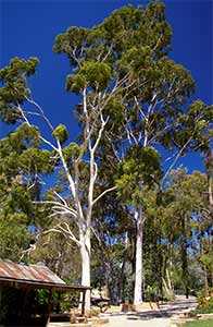 lemon eucalyptus repels ticks