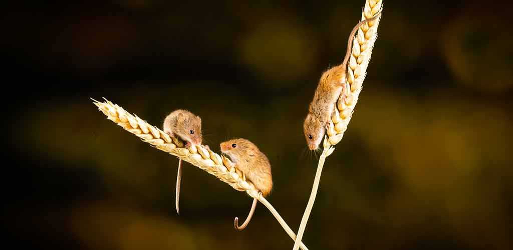 what naturally repels mice