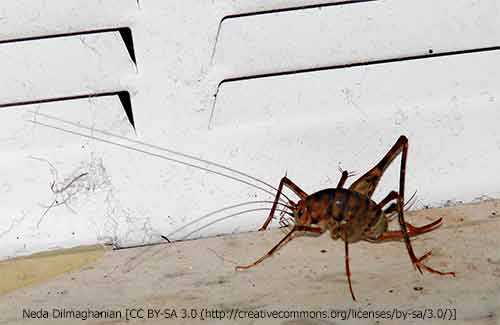 Do Cave Crickets Bite | Updated