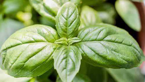 basil oil