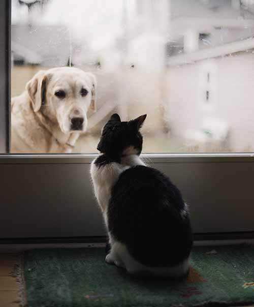 dogs and cats are a natural mouse repellent