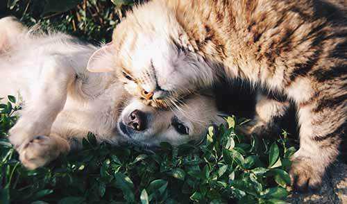 team up dogs and cats for natural pest control