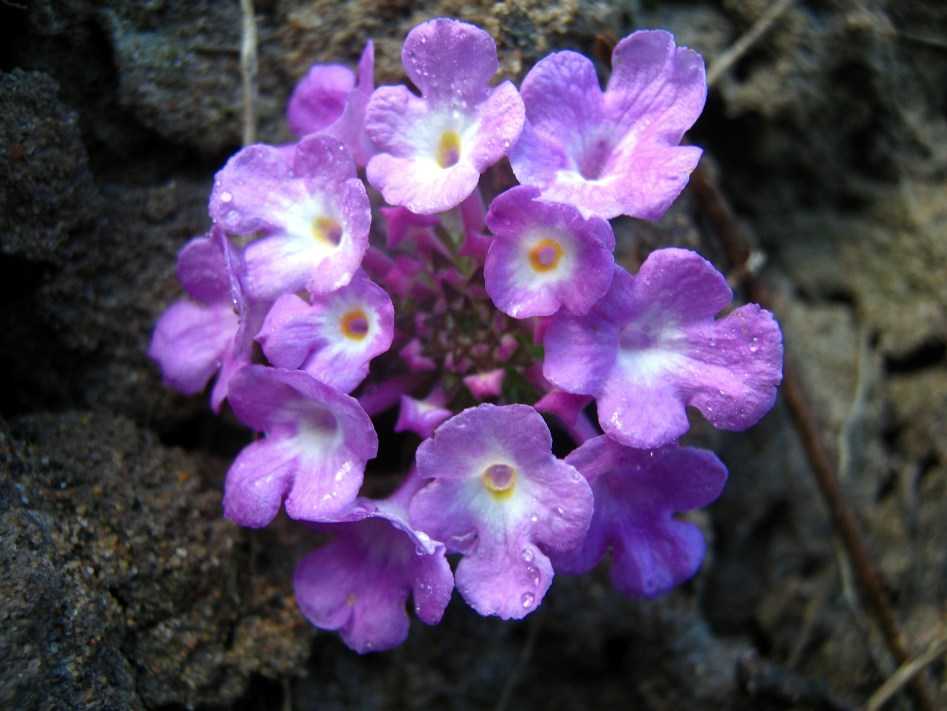 Lantana for natural pest control