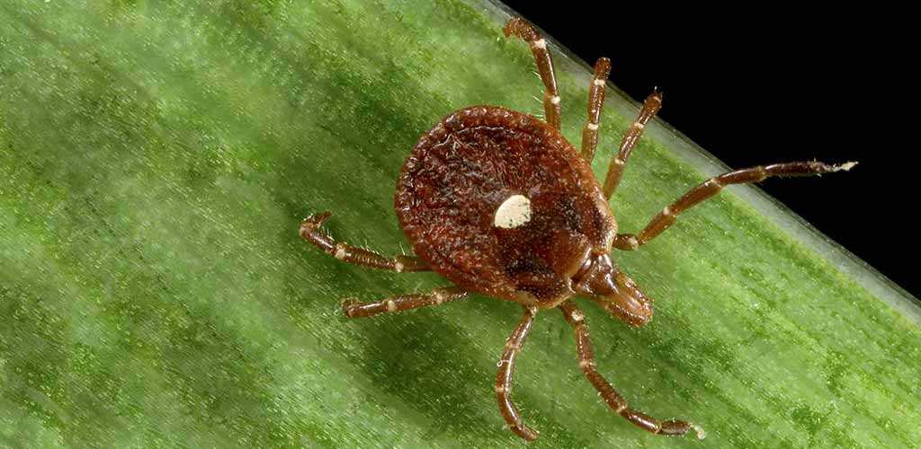 how long can ticks live without a host