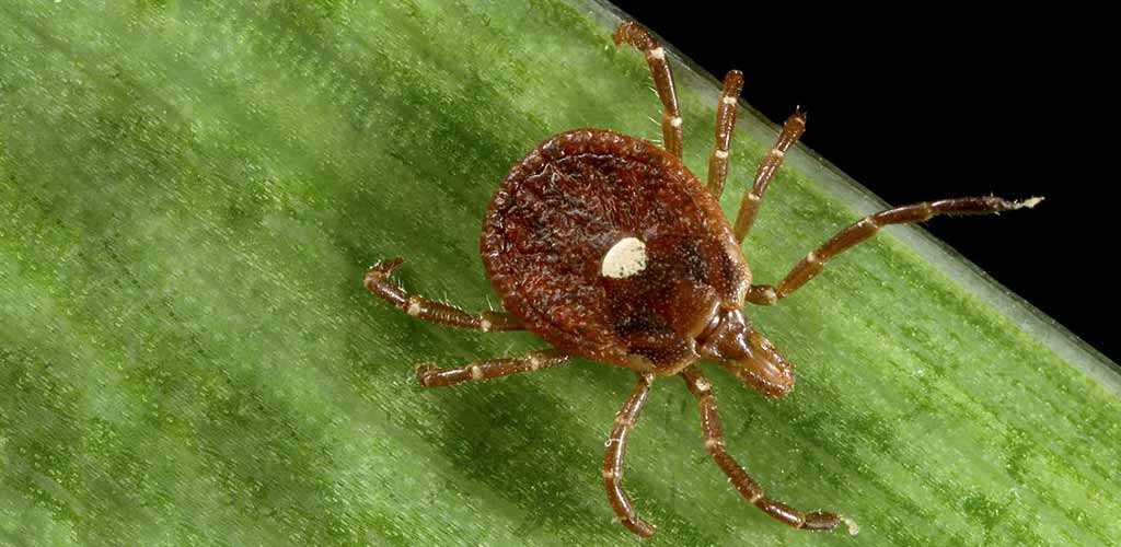 tick management plan