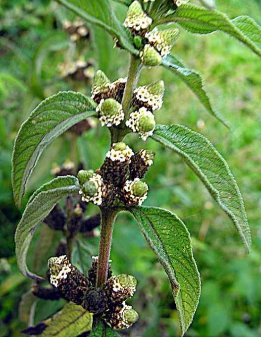 Lantana for natural pest control