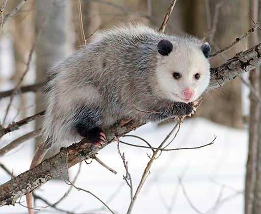 opossum eats ticks