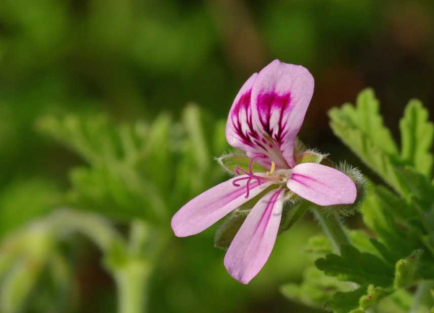 Geranium oil for natural pest control