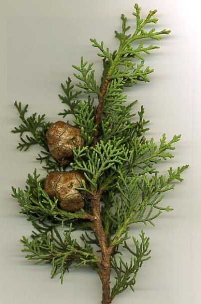 Cedarwood oil for natural pest control