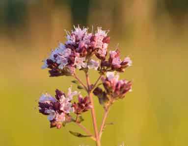 oregano repels cockroaces