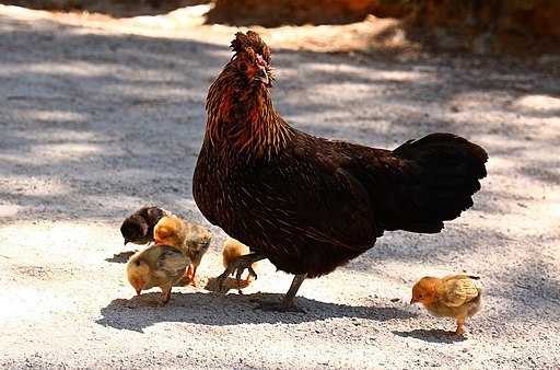 chickens for natural pest control