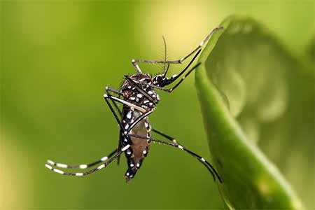 plants that repel mosquitoes