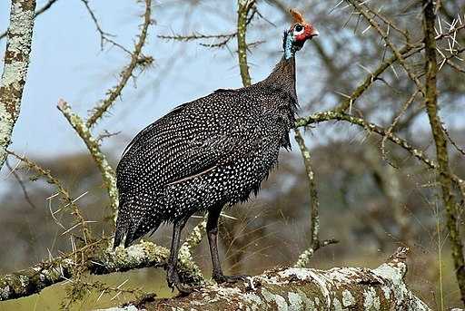 guinea hens eat ticks