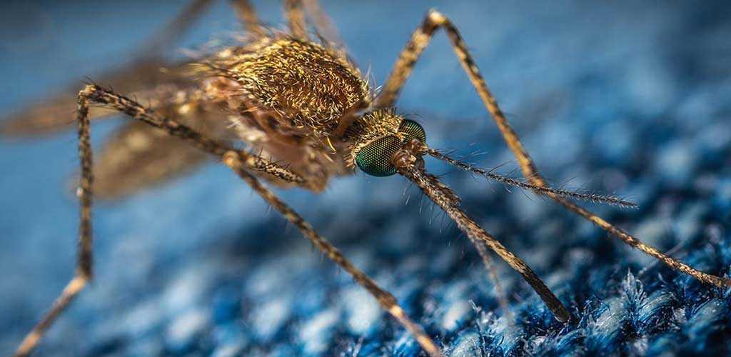 What Eats Mosquitoes | Updated What Eats Mosquitoes | Updated
