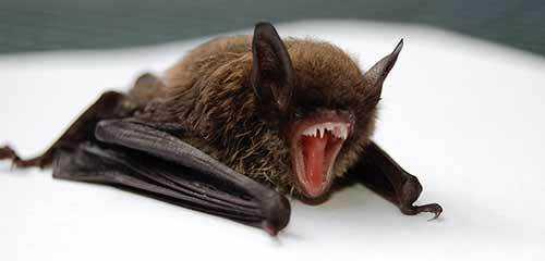 bats eat mosquitoes