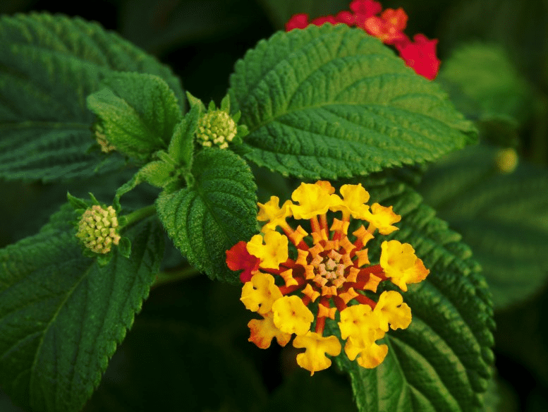 lantana repels bugs